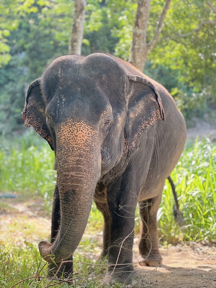 Plai Ming the elephant at Phuket Elephant Park
